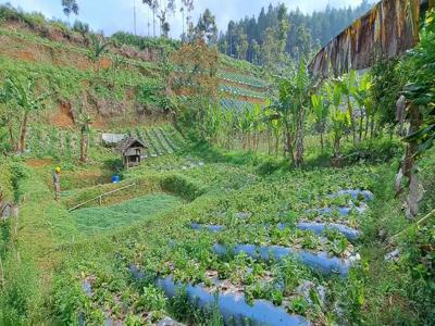 Tanah di Cibodas Lembang cocok untuk pertanian, villa