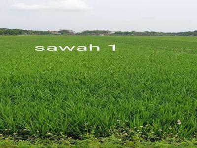 JUAL 2 PETAK SAWAH WARISAN