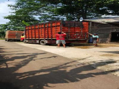 Lapak pemotongan ayam potong di Parung