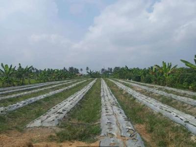 Tanah kosong pinggir jalan Aspal dekat Bandara Kualanamu
