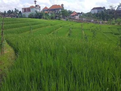 Dijual Tanah View Sawah & Sungai yang Berlokasi Pantai Nyanyi Beraban