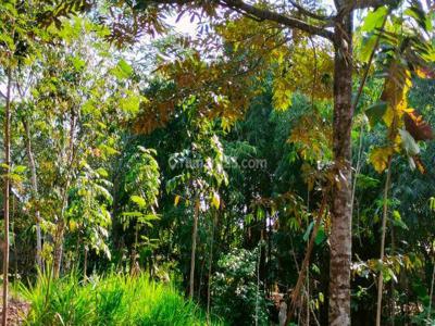 Kebun Durian Mojogedang 200 Juta