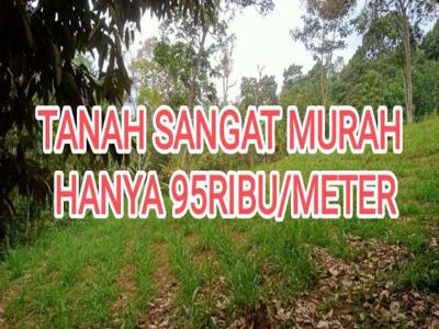 KEBUN SUPER MURAH 90RBAN/METER