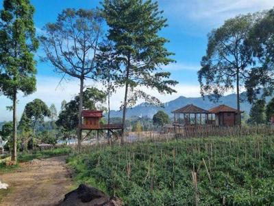 Tanah Kebun Teh Asri Sejuk Siap Bangun di Puncak Bogor