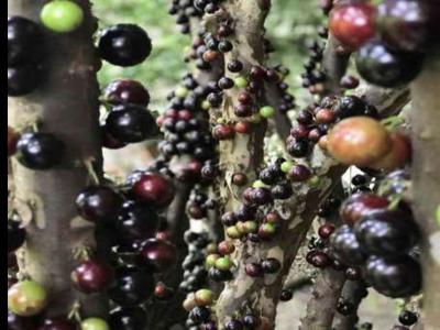 Jual Cepat Kebun Anggur Brazil di Lembang Bandung Barat