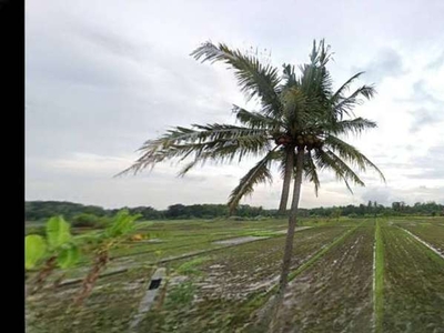 1 JUTAAN, Jogja Sleman Tanah TERMURAH