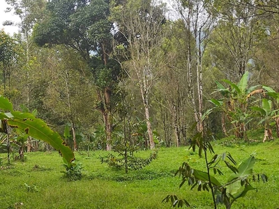 Di jual lahan cengkeh di sukabumi