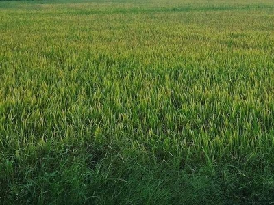 Dijual Sawah SHM