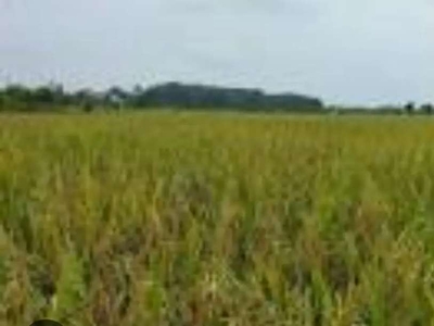 Jual cepat sawah 55000/m