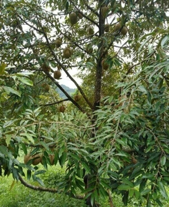 Kebun durian siap pakai 2,4 hct Poros Sapaya, Gowa