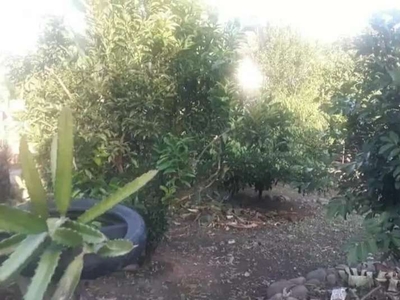 Kebun Rambutan produktif 20x33 Desa Lanna. kec. Parangloe, Gowa