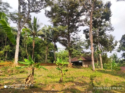 Perkebunan durian Jumantono sudah panen