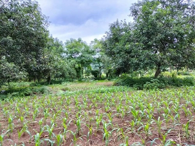 Tanah kebun jadi luas 9 hct siap pakai desa Samaya, dkt Bilibili, Gowa