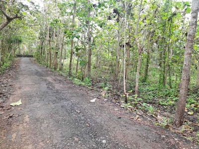 Tanah Luas Murah di Sentolo, Kulon Progo.