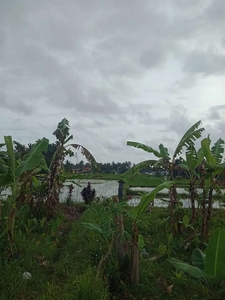 Tanah view sawah dan gunung