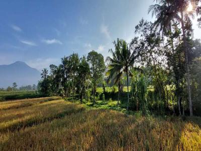 Tanah Sawah Zonasi Kuning Di Jalan Provinsi Banyumas Purbalingga