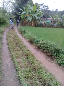 Sawah buat balong