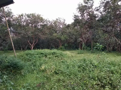 Tanah kebun 1,8 hct isi pohon Mangga harum manis, Desa Benteng Gajah.