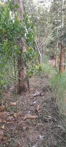 Tanah Perkebunan Pohon Jati,Duren,Cengkeh Lokasi BarengSawahan Nganjuk