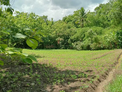 DI JUAL TANAH SAWAH BERVIEW DI PENDOWOREJO GIRIMULYO KP