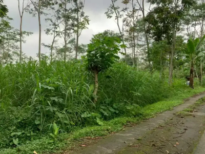 Tanah Luas & Murah Hadap Jalan Iklim Sejuk Zona Peternakan