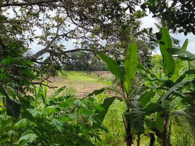 tanah murah dengan view sawah di tabanan bali