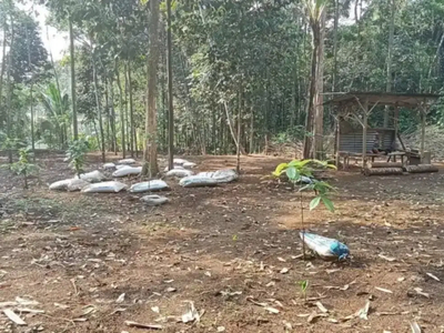 Di Jual Lahan atau kebun Alpukat dan Durian