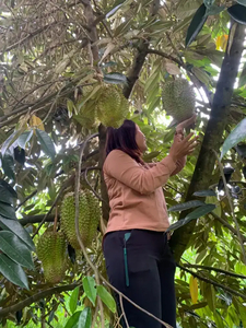 Dijual ladang durian jeruk 1 ha shm karo