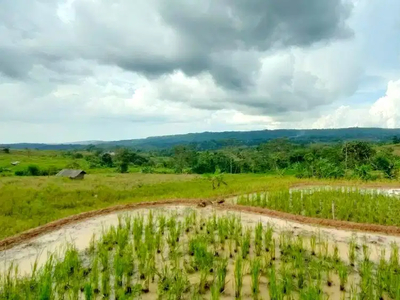 Dijual Murah Tanah Sawah 1,3 ha Produktif di Bojong Purwakarta