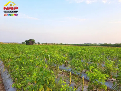 Dijual Tanah Sawah Produkti di Cluring - Banyuwangi