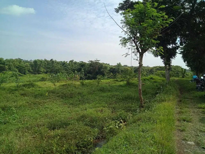 TANAH PERTANIAN PRAMBON, DAGANGAN