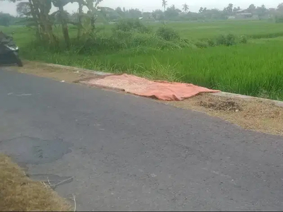 TANAH SAWAH MANGKU JALAN ASPAL MURAH DEKAT KELURAHAN SABDODADI JK11909