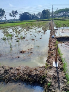 Jual Cepat Tanah Sawah Pinggir Jalan Besar Cilacap