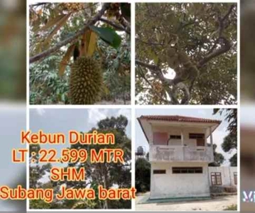 Kebun Durian Daerah Jalan Cagak Subang Jawa Barat