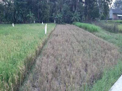 BU banget dijual sawah subur cocok untuk investasi dan calon hunian