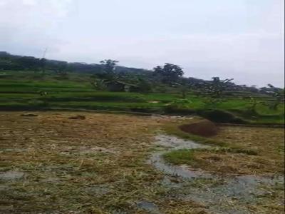 DIJUAL MURAH SAWAH LUAS TANAH 1767 m2 DI WANAYASA PURWAKARTA