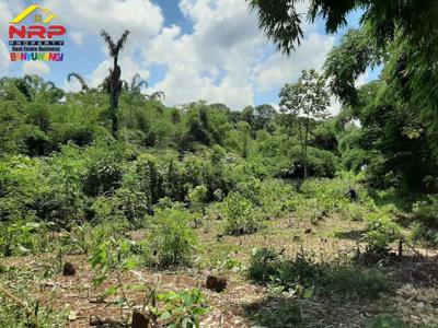 Dijual Tanah Kebun Murah di Tepi Jl. Genteng Wetan - Banyuwangi