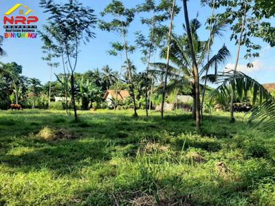 Dijual Tanah Kebun Strategis 20 Meter Jl. Lingkar Ketapang - Banyuwang