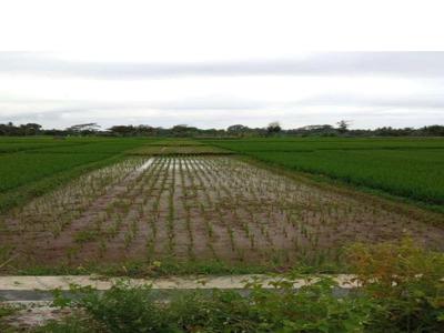 dijual tanah sawah