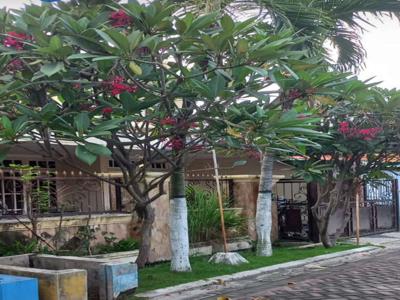 Rumah Murah 2 Lantai Siap Huni Butuh Cepat Laku di Rungkut Asri