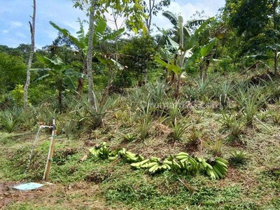 Di Jual Murah Tanah Kebun harga hanya 55.000/M nego di Kaso Malang Subang