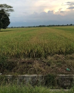 ‼️BU BANGET‼️SAWAH DI TARIK SIDOARJO COCOK BUAT INVEST