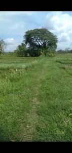 Dijual sawah di sendang agung minggir sleman