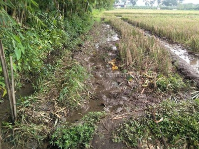 Harga Turun. Tnh Sawah Lokasi Ideal. 100 Mtr Dari Jalan Provinsi