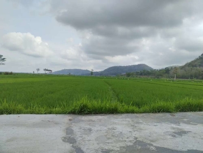 jual tanah di tengah sawah