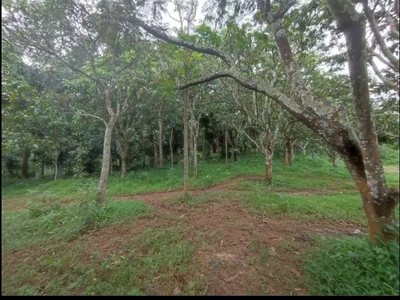 Kebun mangga Cengal