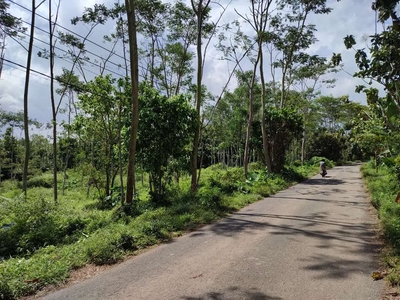 Kebun Sengon pinggir jalan 1,5ha