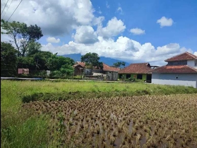 Sawah Cigadung subur