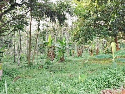 Tanah 4 Ha SHM Strategis di Kecamatan Mande, Cianjur - Jawa Barat