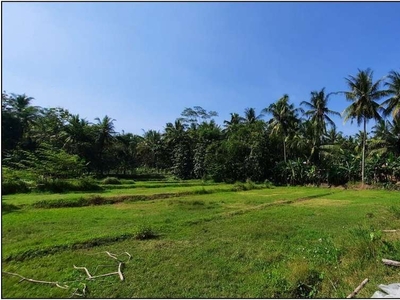 Tanah Beli Untung Kulon Progo, Yogyakarta